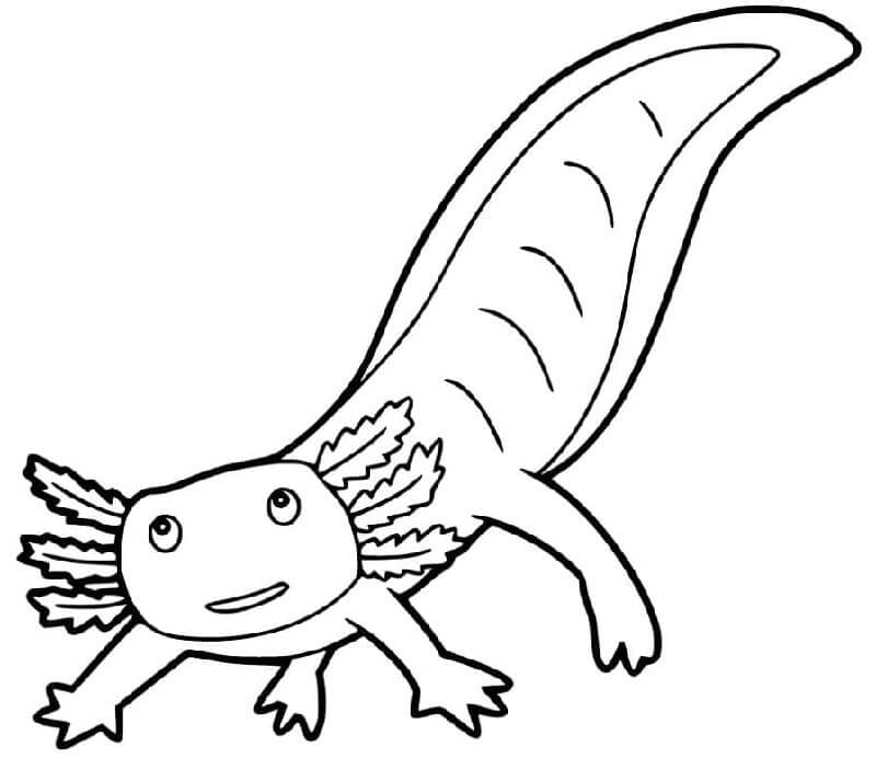 Aksolotl (11) Boyama Sayfası