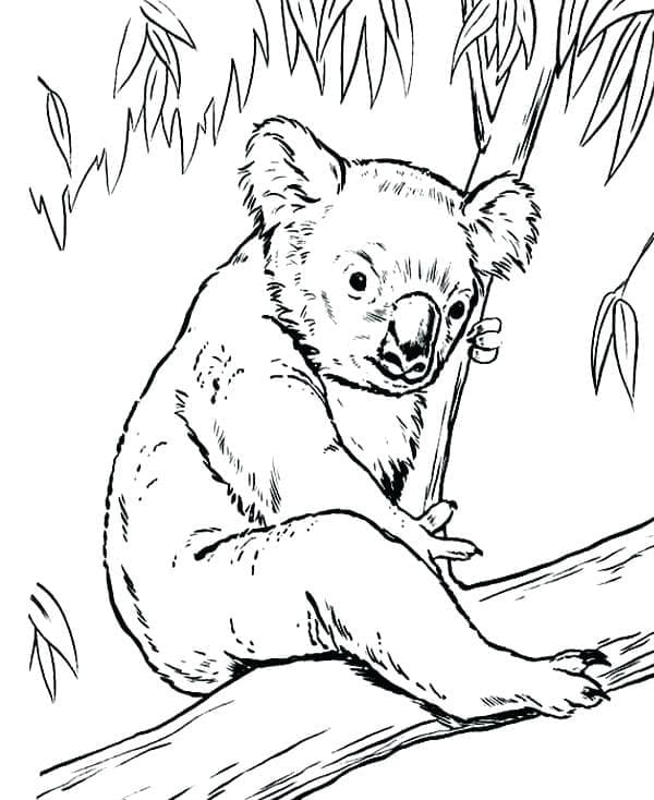 Bedava Koala Boyama Sayfası