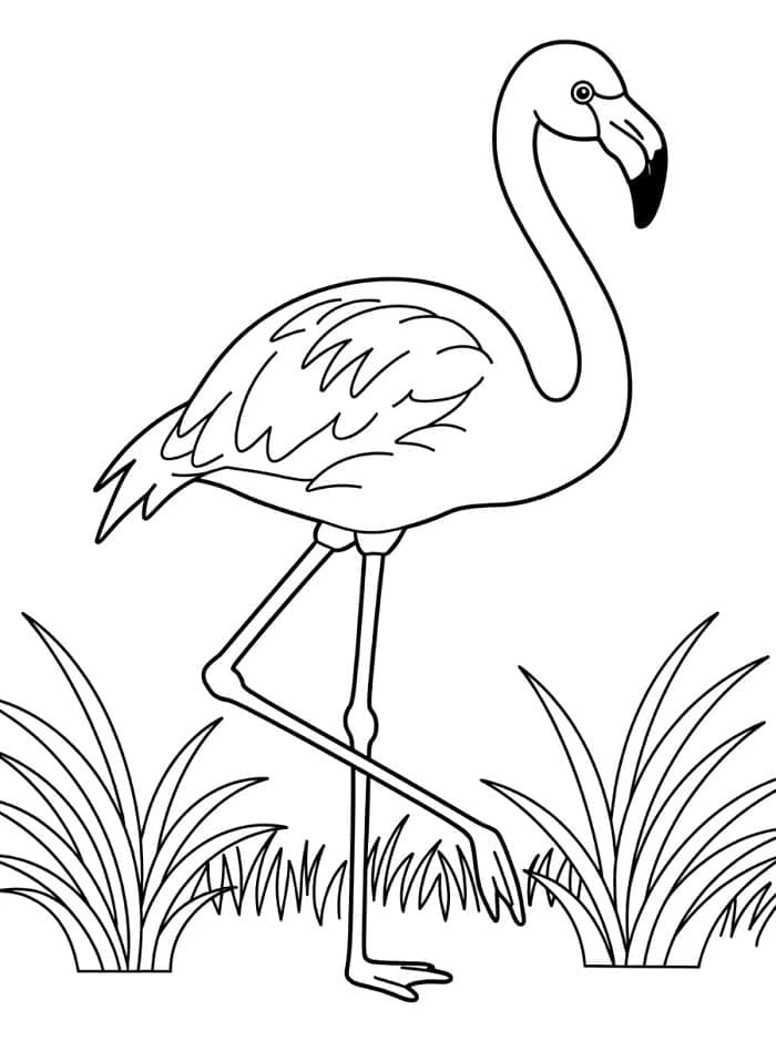 Boyama için Flamingo Boyama Sayfası