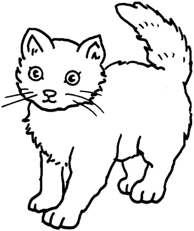 Kedi (8) Boyama Sayfası