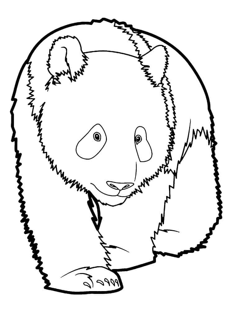 Panda (15) Boyama Sayfası