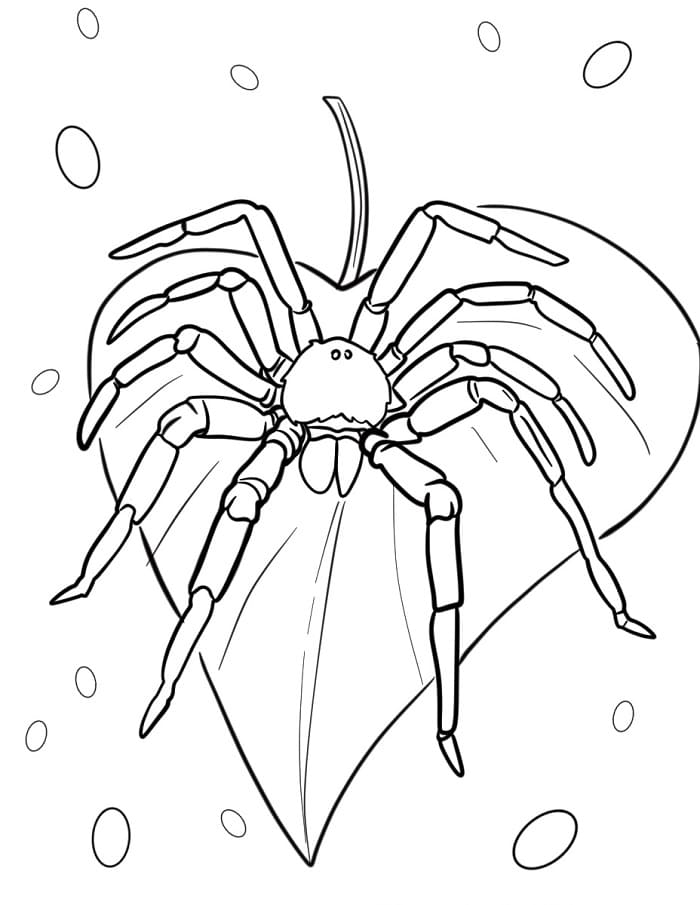 Kolay Örümcek Boyama Sayfası