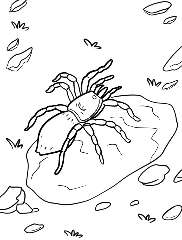 Mükemmel Örümcek Boyama Sayfası