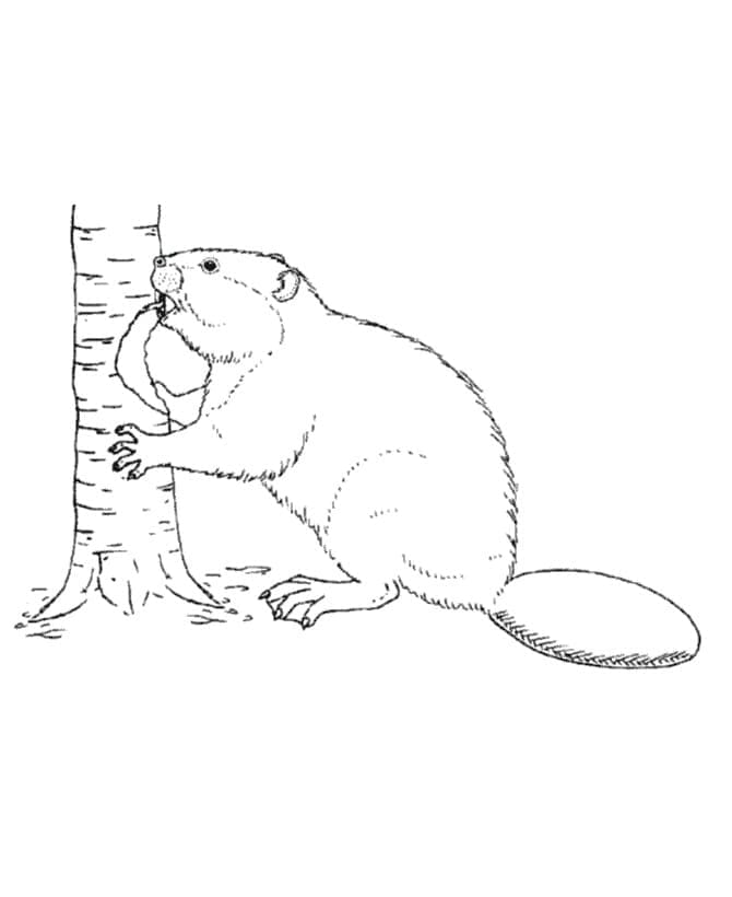 Ücretsiz Kunduz Boyama Sayfası