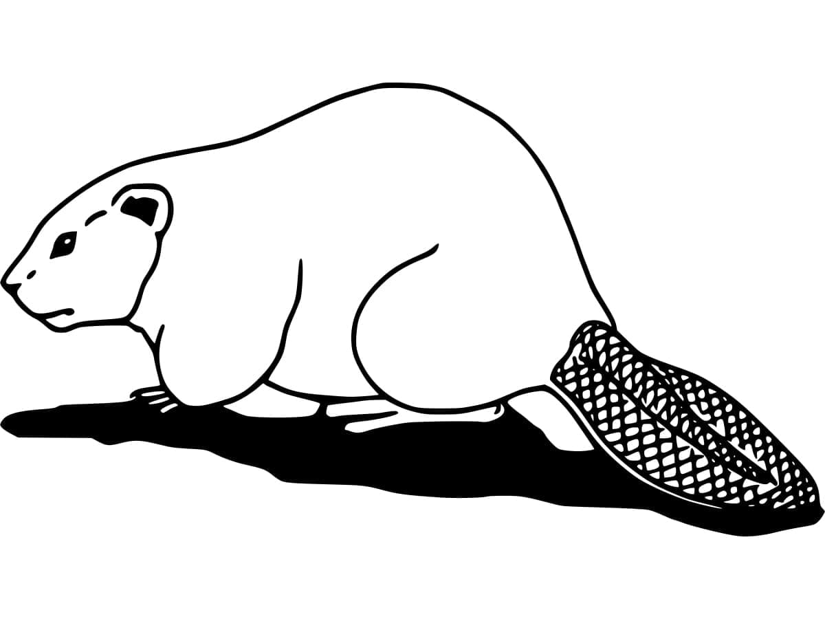 Yürüyen Kunduz Boyama Sayfası