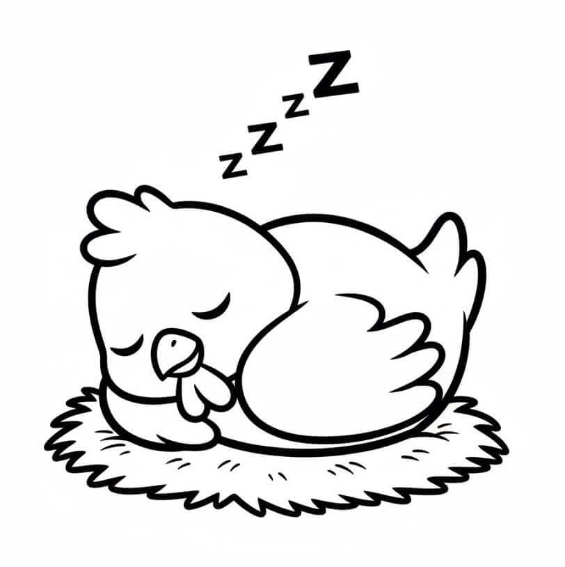 Uyuyan Tavuk Boyama Sayfası