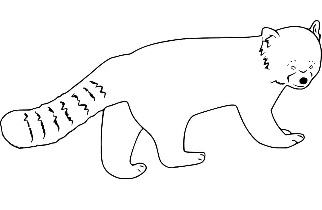 Basit Kızıl Panda Boyama Sayfası