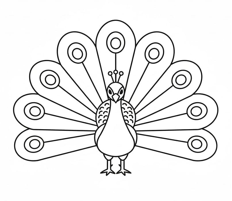 Basit Tavuskuşu Boyama Sayfası