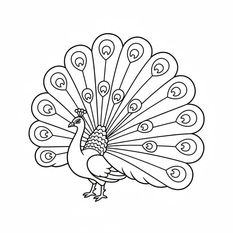 Hoş Tavuskuşu Boyama Sayfası