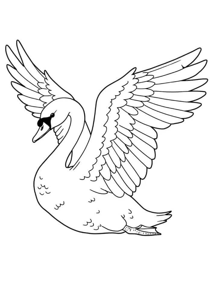 Mükemmel Bir Kuğu Boyama Sayfası