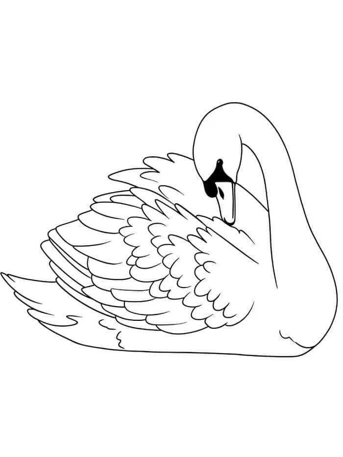 Ücretsiz Kuğu Boyama Sayfası