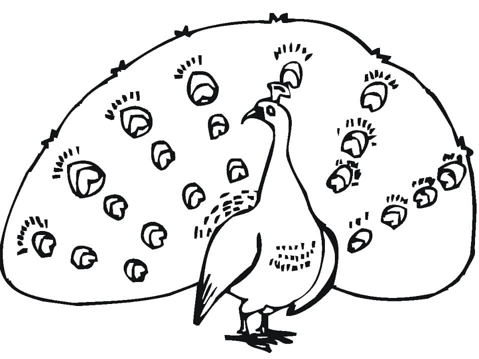 Yazdırılabilir Tavuskuşu Boyama Sayfası