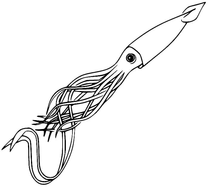 Bedava Kalamar Yazdır Boyama Sayfası