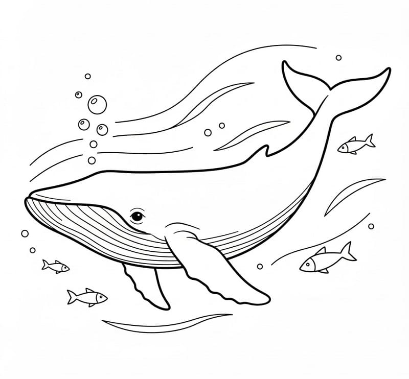 Çok Basit Balina Boyama Sayfası