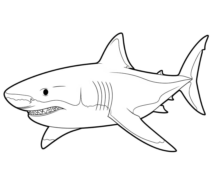 Köpekbalığı 6 Yaş Çocuklar İçin Boyama Sayfası
