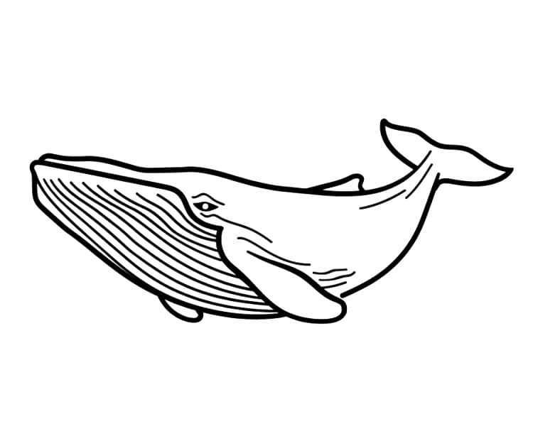 Yüzen Balina Boyama Sayfası