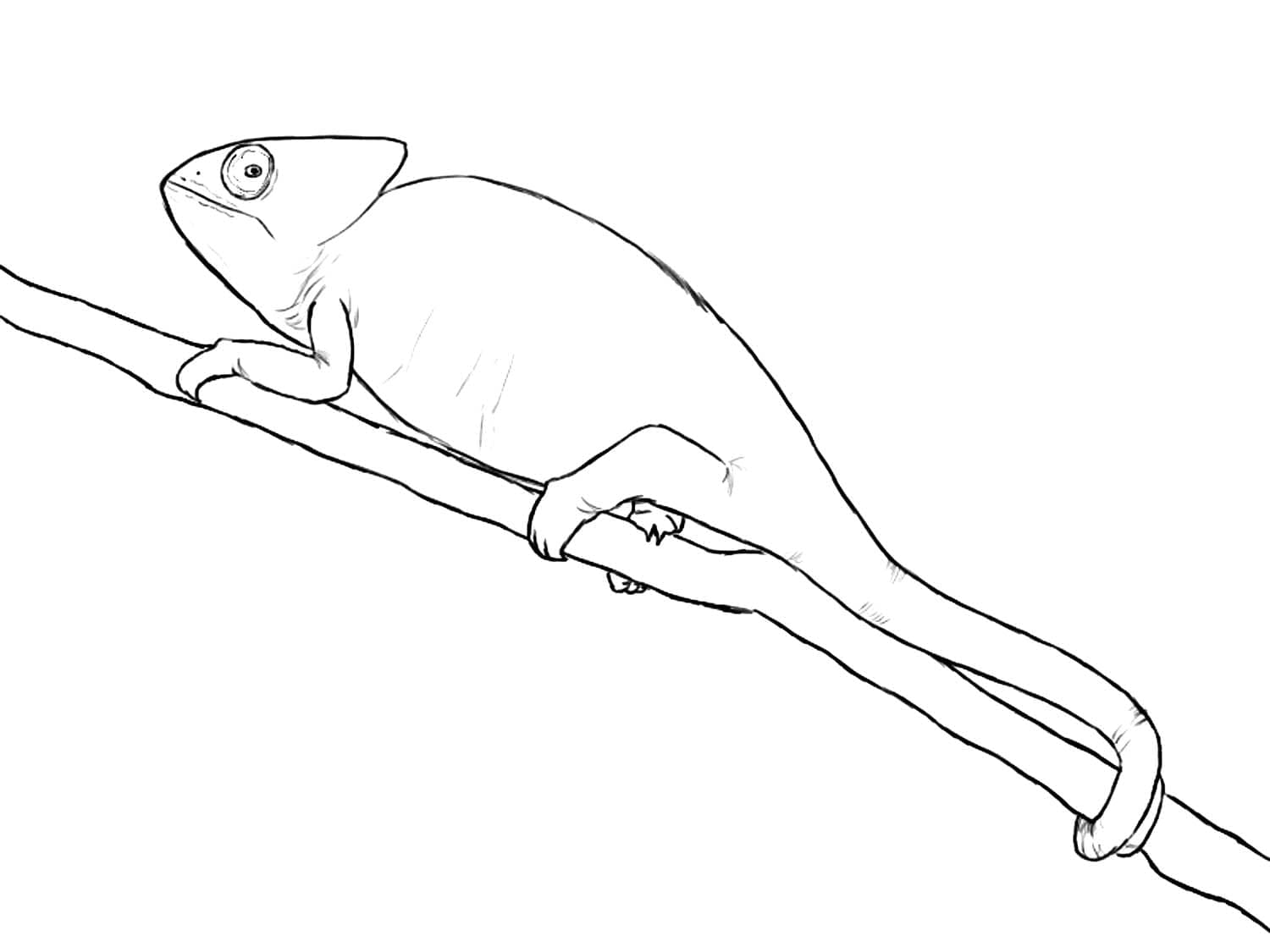 Bukalemun (3) Boyama Sayfası