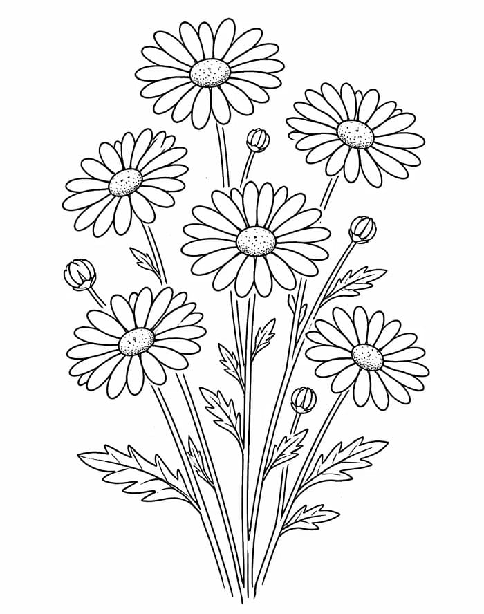 Muhteşem Papatyalar Boyama Sayfası