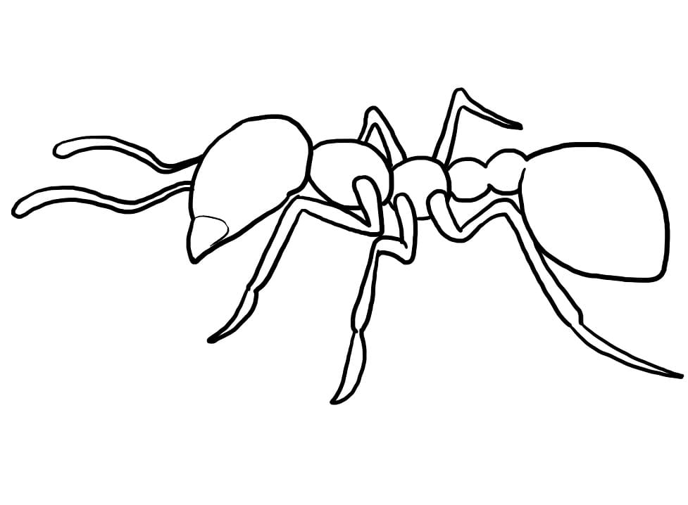 Bedava Karınca Yazdır Boyama Sayfası