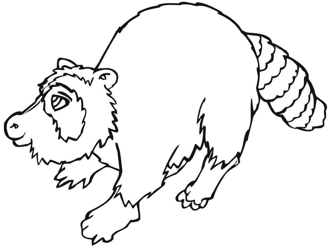 Rakun (3) Boyama Sayfası