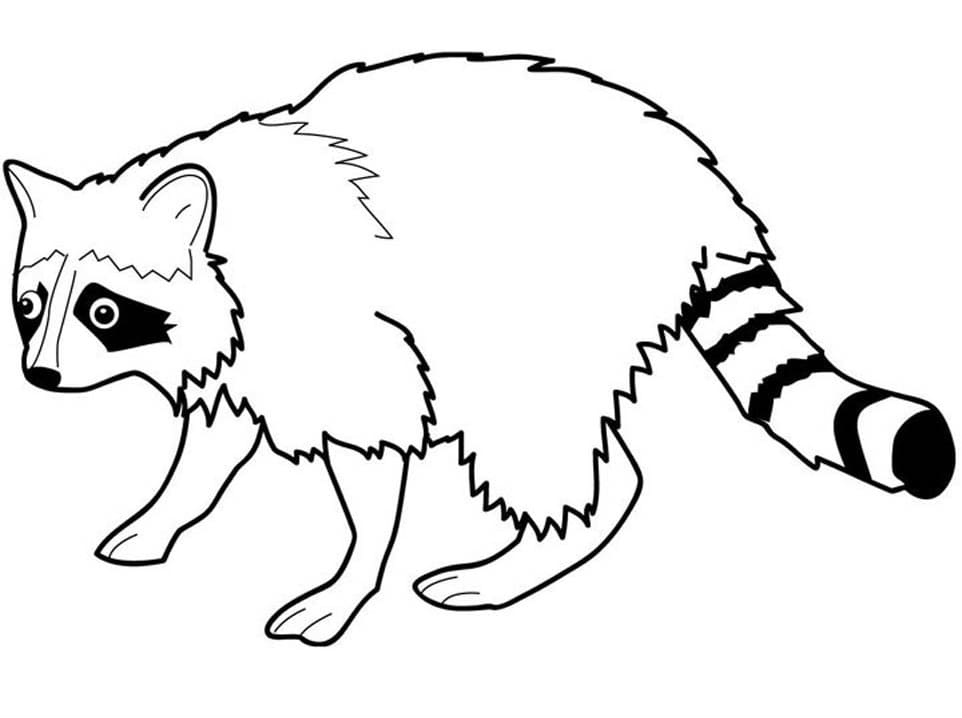 Rakun 5 Yaş Çocuklar İçin Boyama Sayfası
