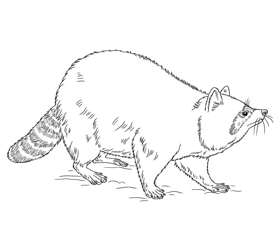 Rakun 6 Yaş Çocuklar İçin Boyama Sayfası