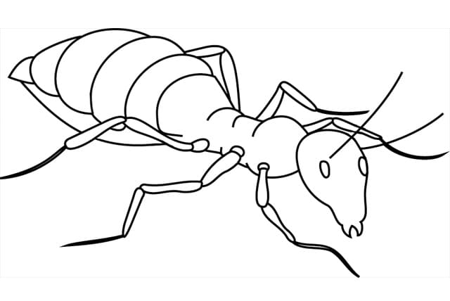 Yazdırılabilir Karınca Resim Boyama Sayfası