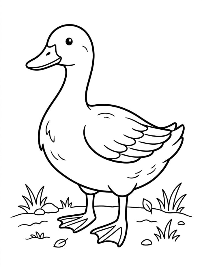 Bir Normal Ördek Boyama Sayfası
