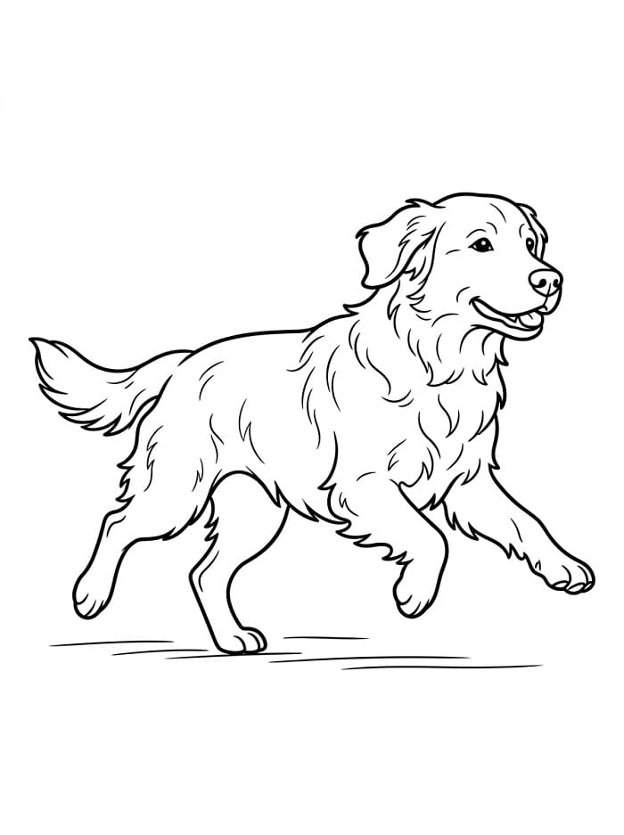 Dost Golden Retriever Boyama Sayfası