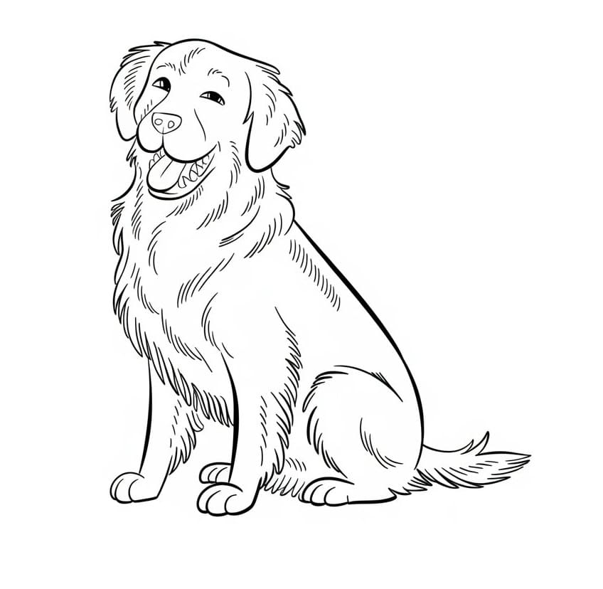 Golden Retriever 3 Yaş Çocuklar İçin Boyama Sayfası