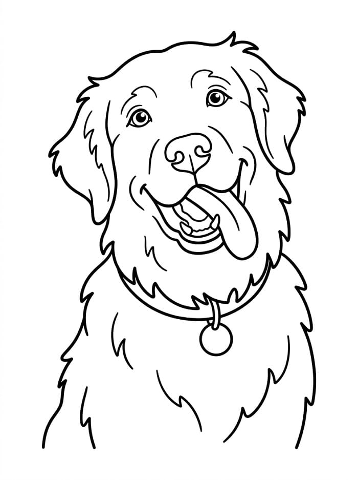 Golden Retriever Köpek Boyama Sayfası
