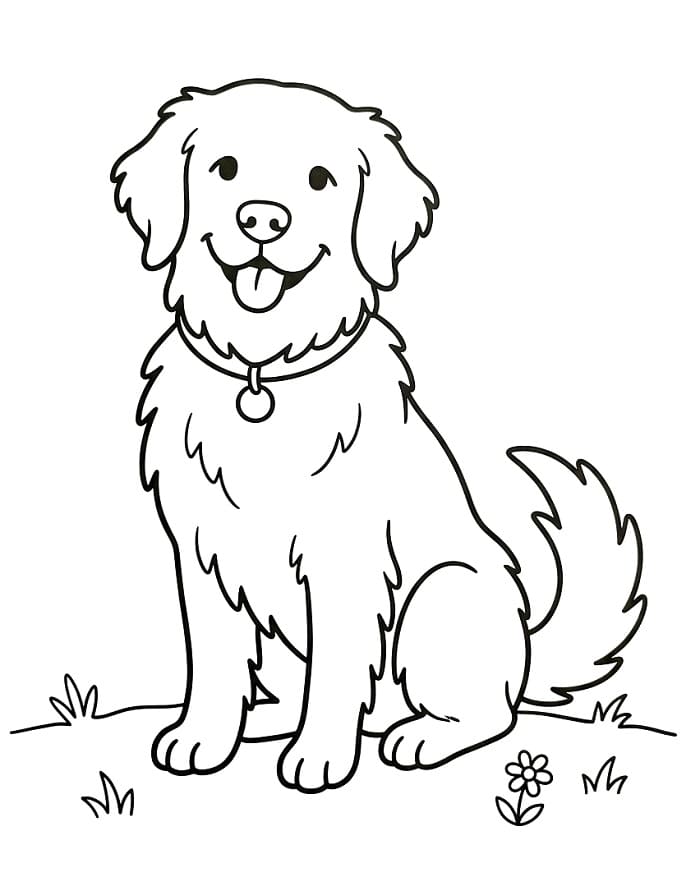 Güzel Golden Retriever Boyama Sayfası