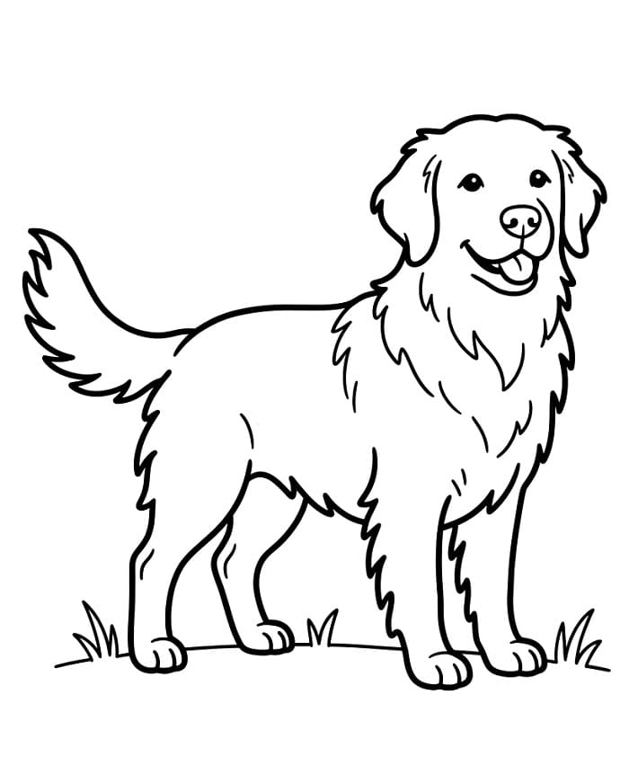 Hoş Golden Retriever Boyama Sayfası