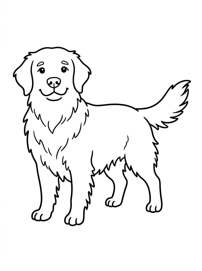Kolay Golden Retriever Boyama Sayfası