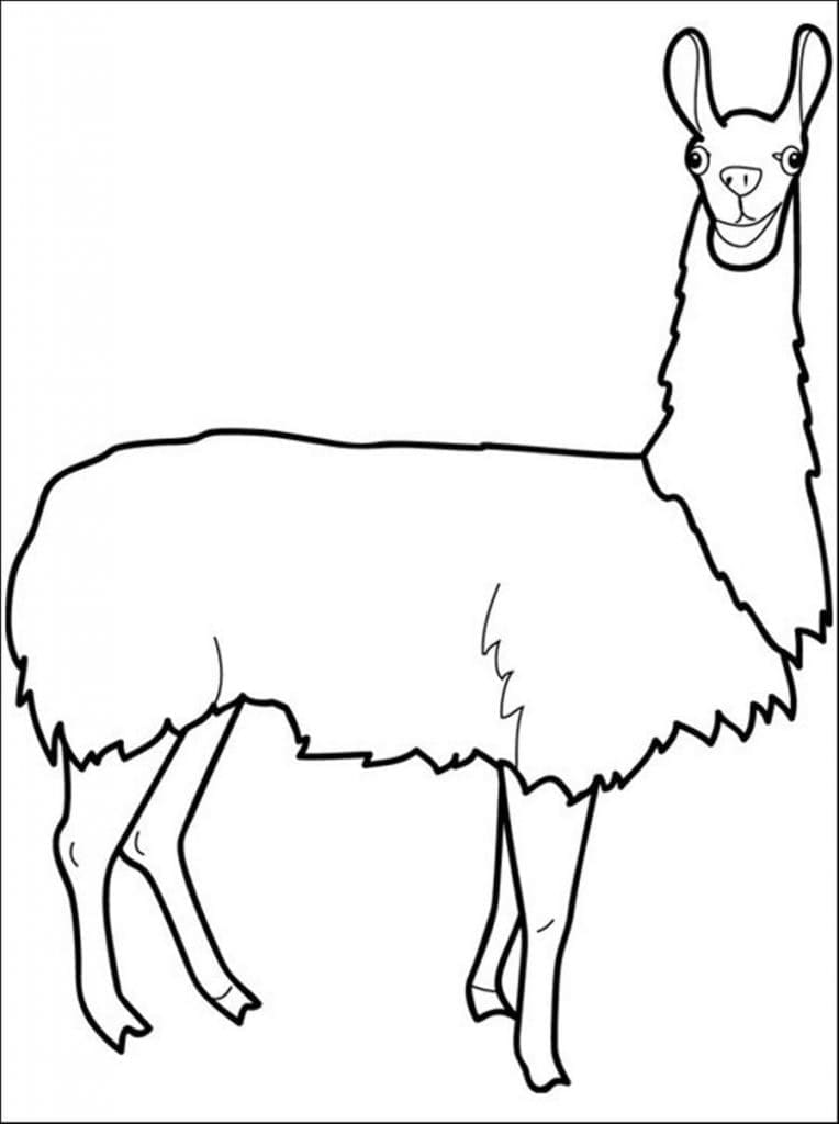 Lama 2 Yaş Çocuklar İçin Boyama Sayfası